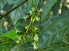 Harpullia ramiflora