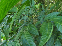 Harpullia ramiflora