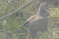 Streptopelia chinensis
