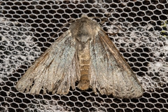 Ichneutica nobilia