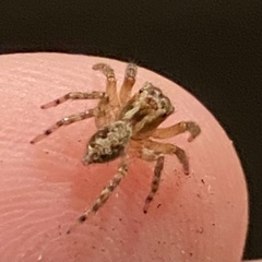 Mexigonus morosus