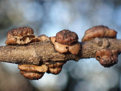 Disholcaspis prehensa