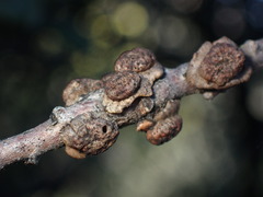 Disholcaspis prehensa