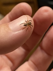 Mexigonus morosus