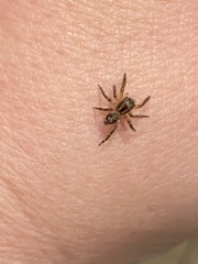 Mexigonus morosus