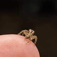 Mexigonus morosus
