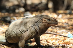 Cyclura cornuta
