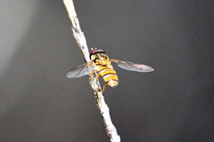 Episyrphus viridaureus