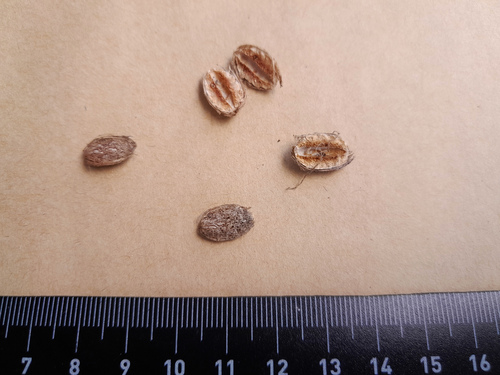 Terminalia microcarpa (Terminalia microcarpa)