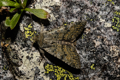 Ichneutica virescens