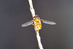 Episyrphus viridaureus