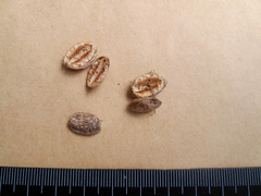 Terminalia microcarpa