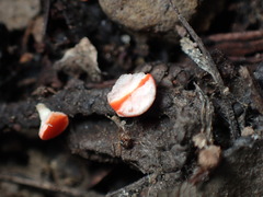 Pseudopithyella minuscula