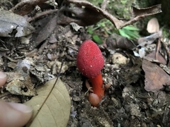 Balanophora laxiflora