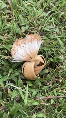 Pseudobombax septenatum