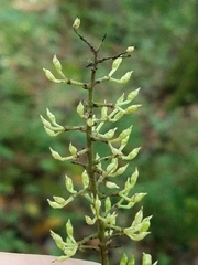 Actaea podocarpa
