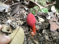 Balanophora laxiflora