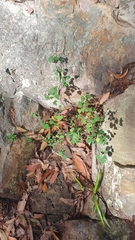 Homalanthus stillingiifolius