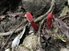 Balanophora laxiflora