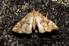Musotima nitidalis