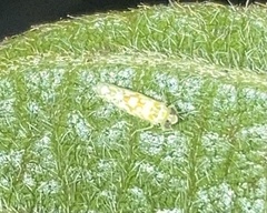 Protalebra nexa