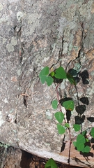 Homalanthus stillingiifolius