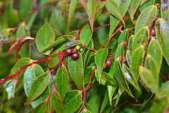 Gaultheria leucocarpa