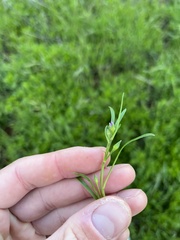 Calandrinia menziesii
