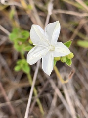 Jacquemontia curtissii