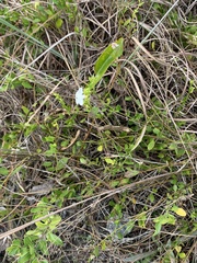 Jacquemontia curtissii