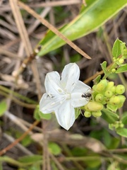 Jacquemontia curtissii