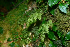 Hymenophyllum fujisanense