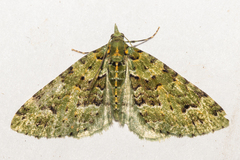 Pasiphila melochlora