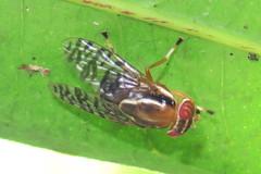Scholastes cinctus