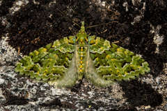 Pasiphila melochlora