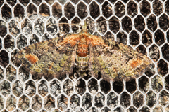 Pasiphilodes testulata