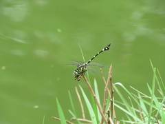 Ictinogomphus pertinax