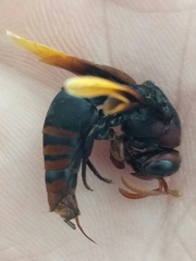 Rhynchium haemorrhoidale