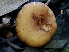 Russula senecis