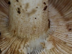 Russula senecis