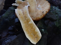 Russula senecis