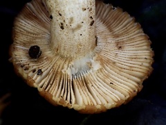 Russula senecis