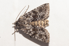 Physetica longstaffi