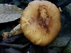 Russula senecis