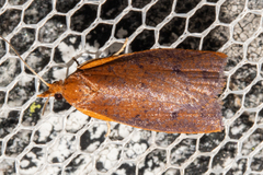 Planotortrix flammea