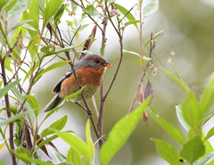Microspingus erythrophrys