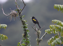 Cacicus chrysopterus