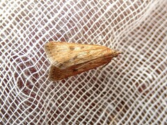 Achyra nigrirenalis