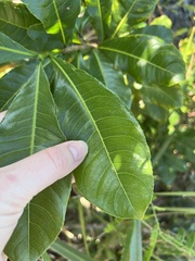 Ochna atropurpurea