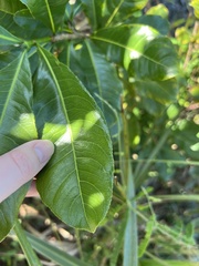 Ochna atropurpurea